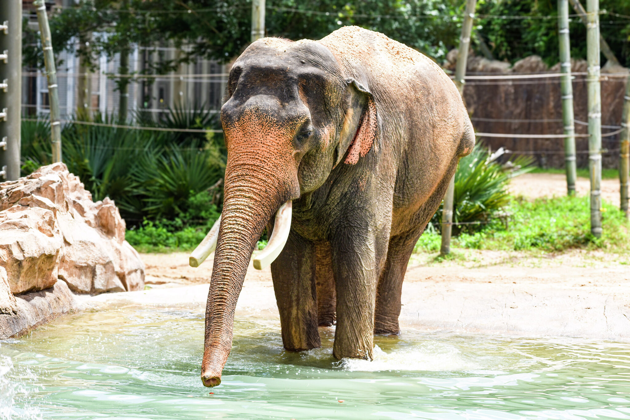 The Houston Zoo has two of the oldest elephants in America. Here's their secret