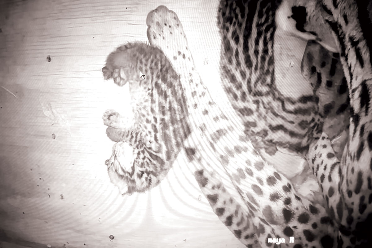 A Texas zoo just welcomed two kittens from one of the state's rarest wild cats