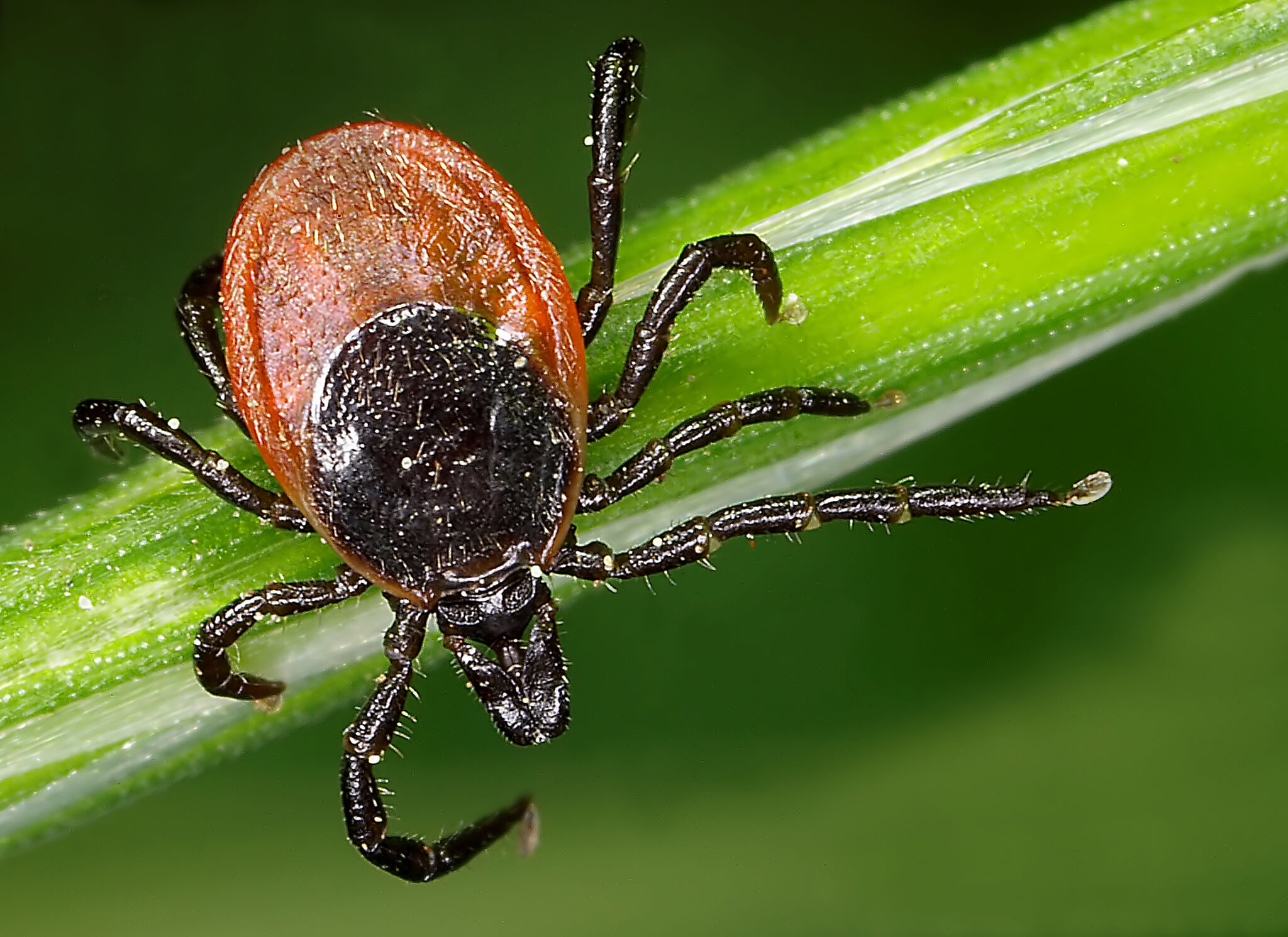 Northern California resident infected with rare tick-borne illness