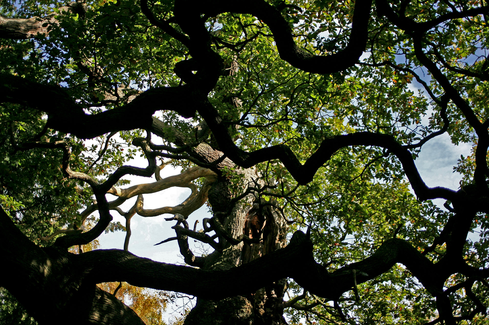 An ancient oak tree said to have sheltered legendary Robin Hood has died