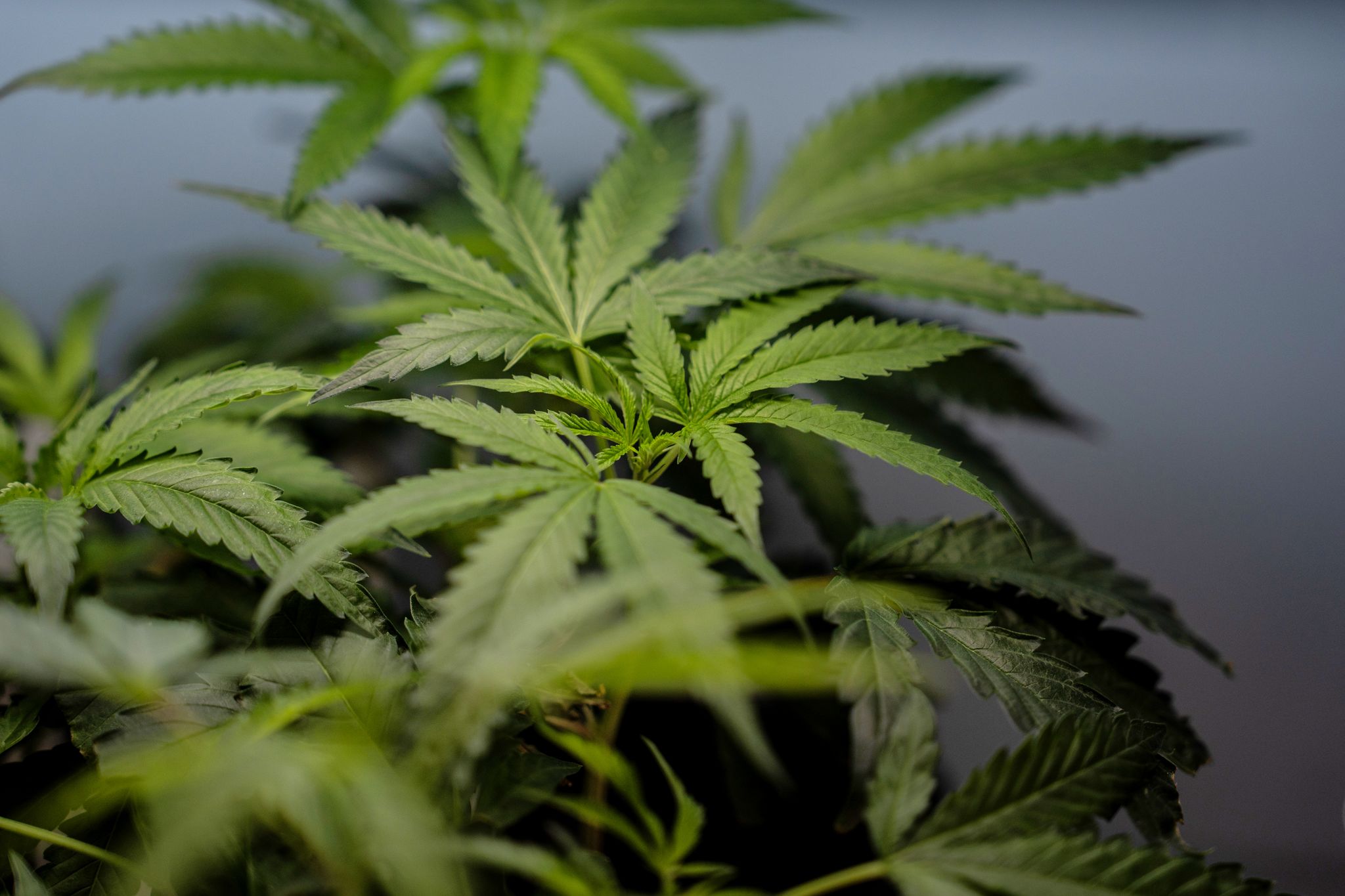 chron.com - LINDSAY WHITEHURST - High Court: It's not a crime to use marijuana and have guns