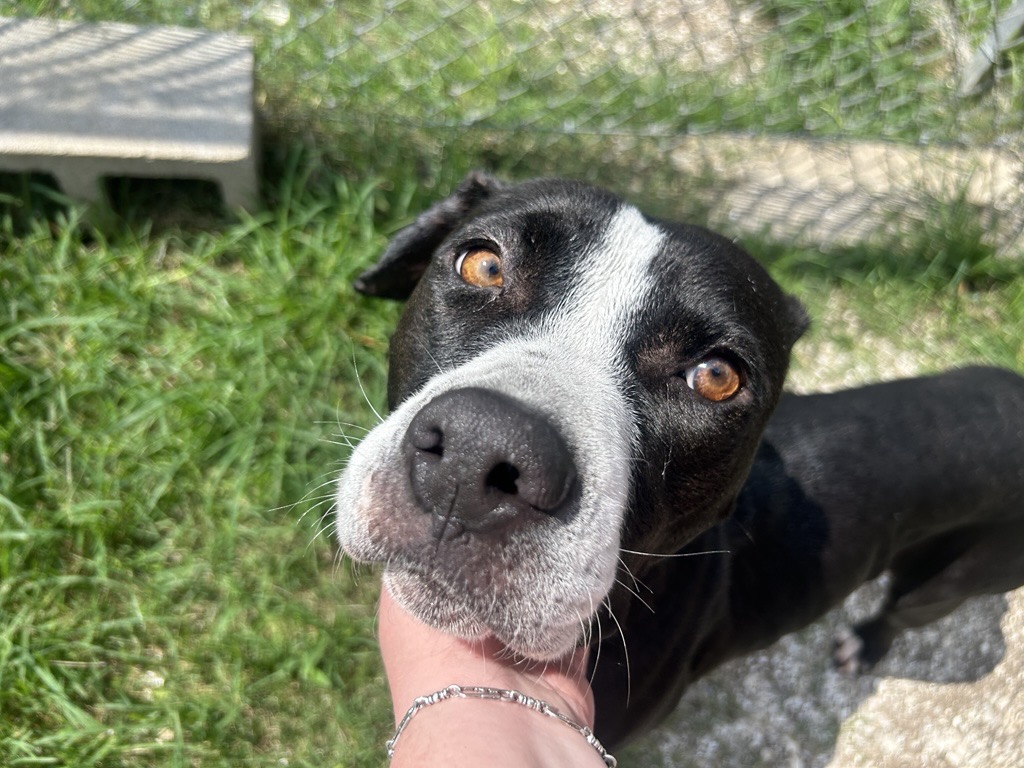 Pet of the week: Charlotte the mama dog is looking for a home