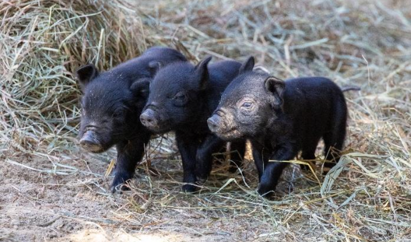 Beardsley Zoo welcomes 8 new piglets