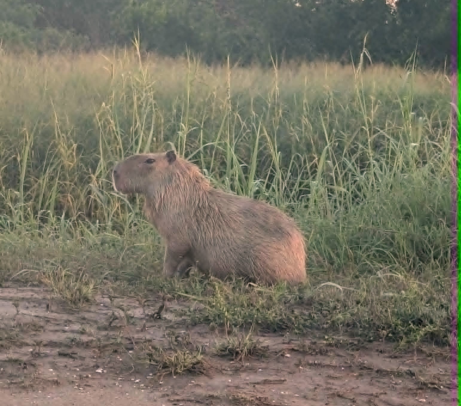Giant capybara spotted near popular South Texas nature trail