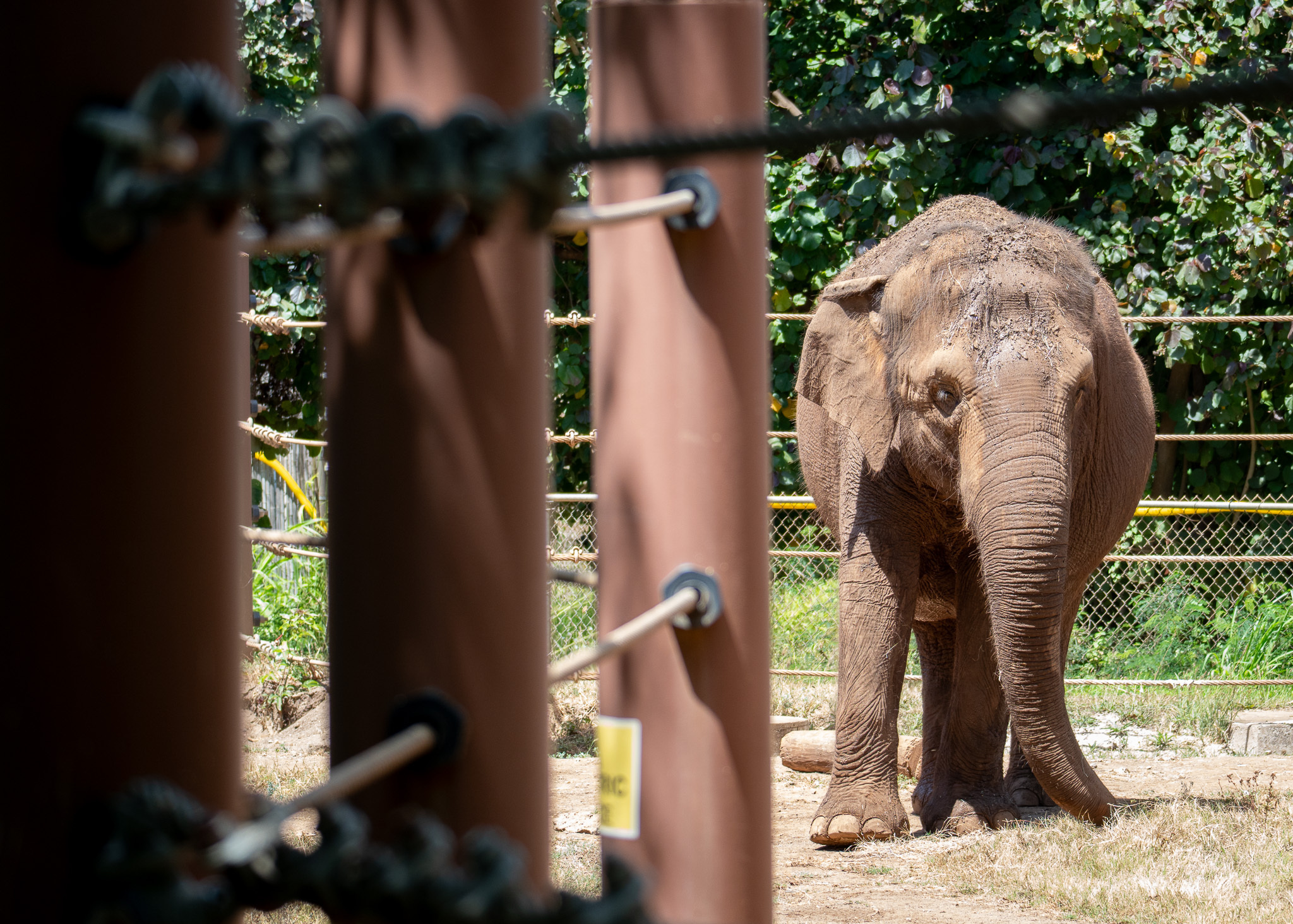 ¿Deberían los animales tener derechos humanos? La Corte Suprema de Hawai fallará al respecto