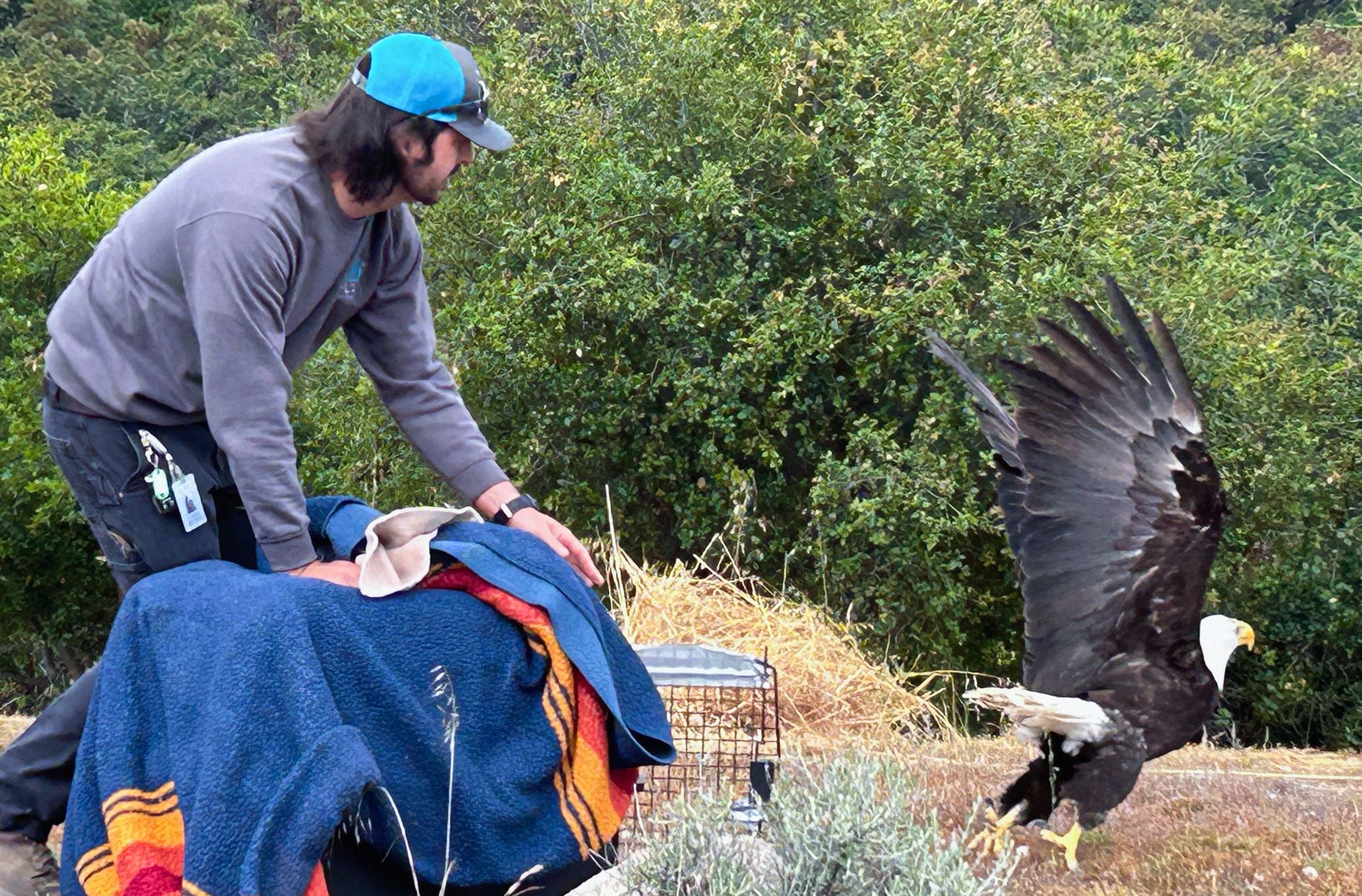 Monterey Co.: Bald Eagle Released Into Wild After 6-Month Rehab For Electrocution