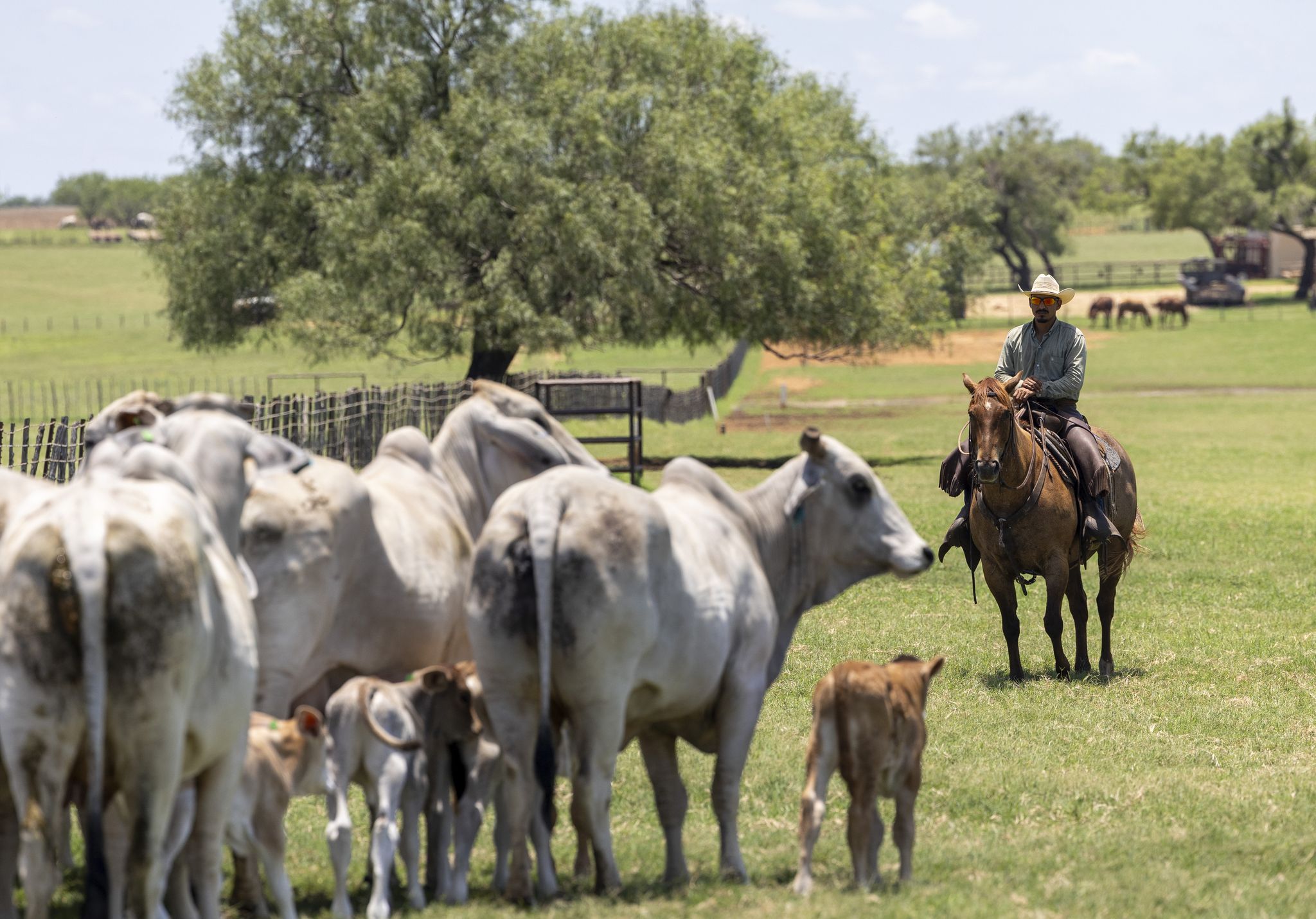 A ranch horse in Presidio County has tested positive for the flesh-eating parasite, marking the outbreak’s first equine case as officials warn livestock owners to stay alert.