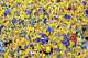 Sweden supporters gather for a fan march at Helix Park ahead of the Swedish national team's FIFA World Cup match against the Netherlands in Houston, Saturday, June 20, 2026.