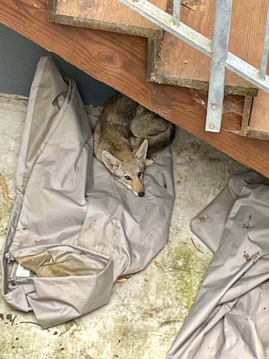 Nach Tagen in Einsamkeit wurde ein junger Kojote aus einem Hinterhof in ...