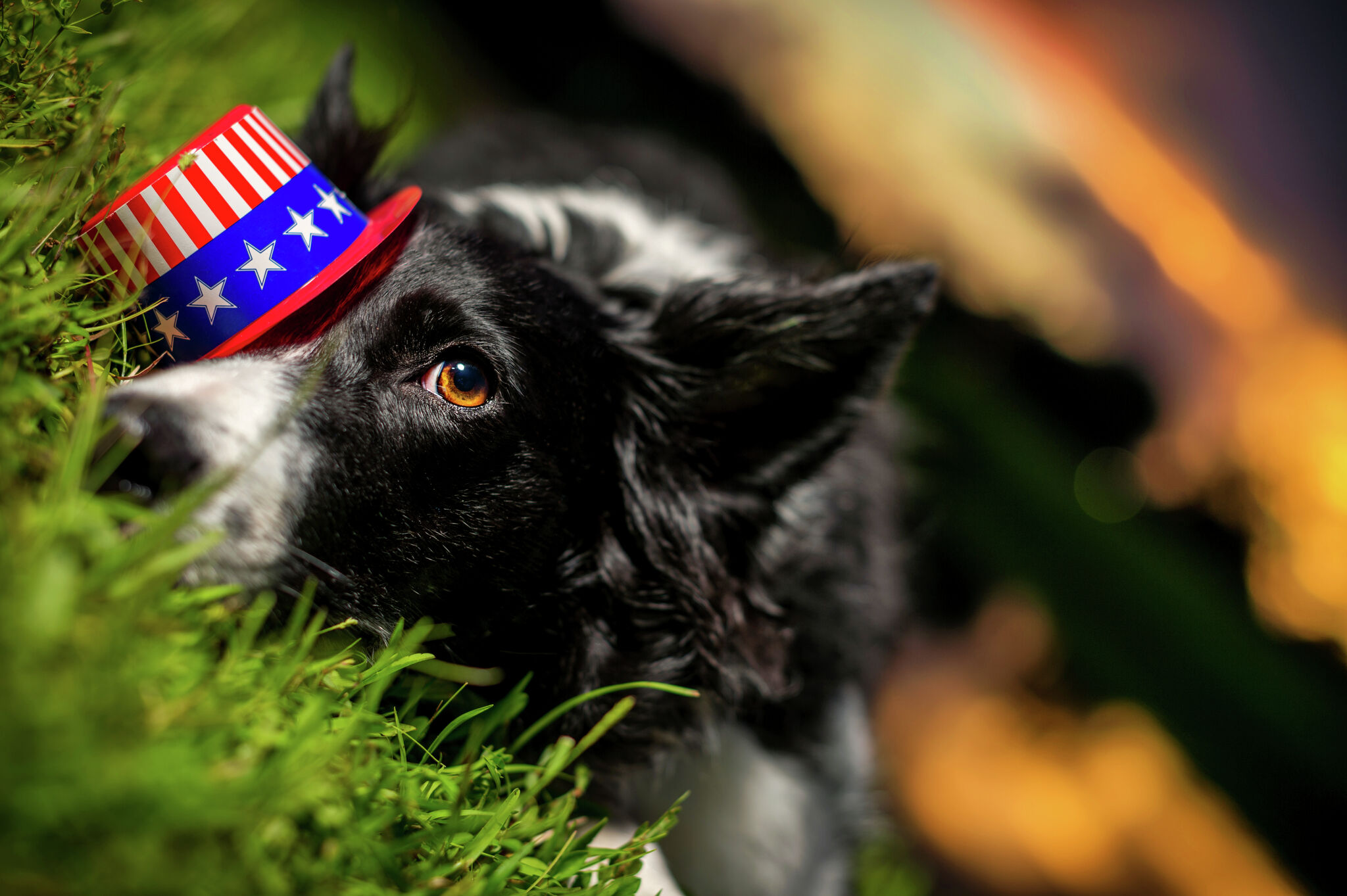 July Fourth fireworks — why your dog thinks the sky is falling