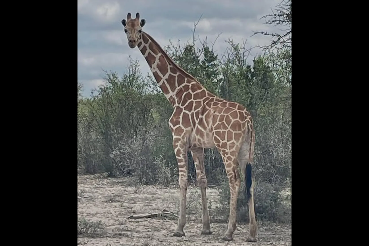 Die vermisste Giraffe Gracie aus dem Texas Hill Country wurde wohlbehalten ...