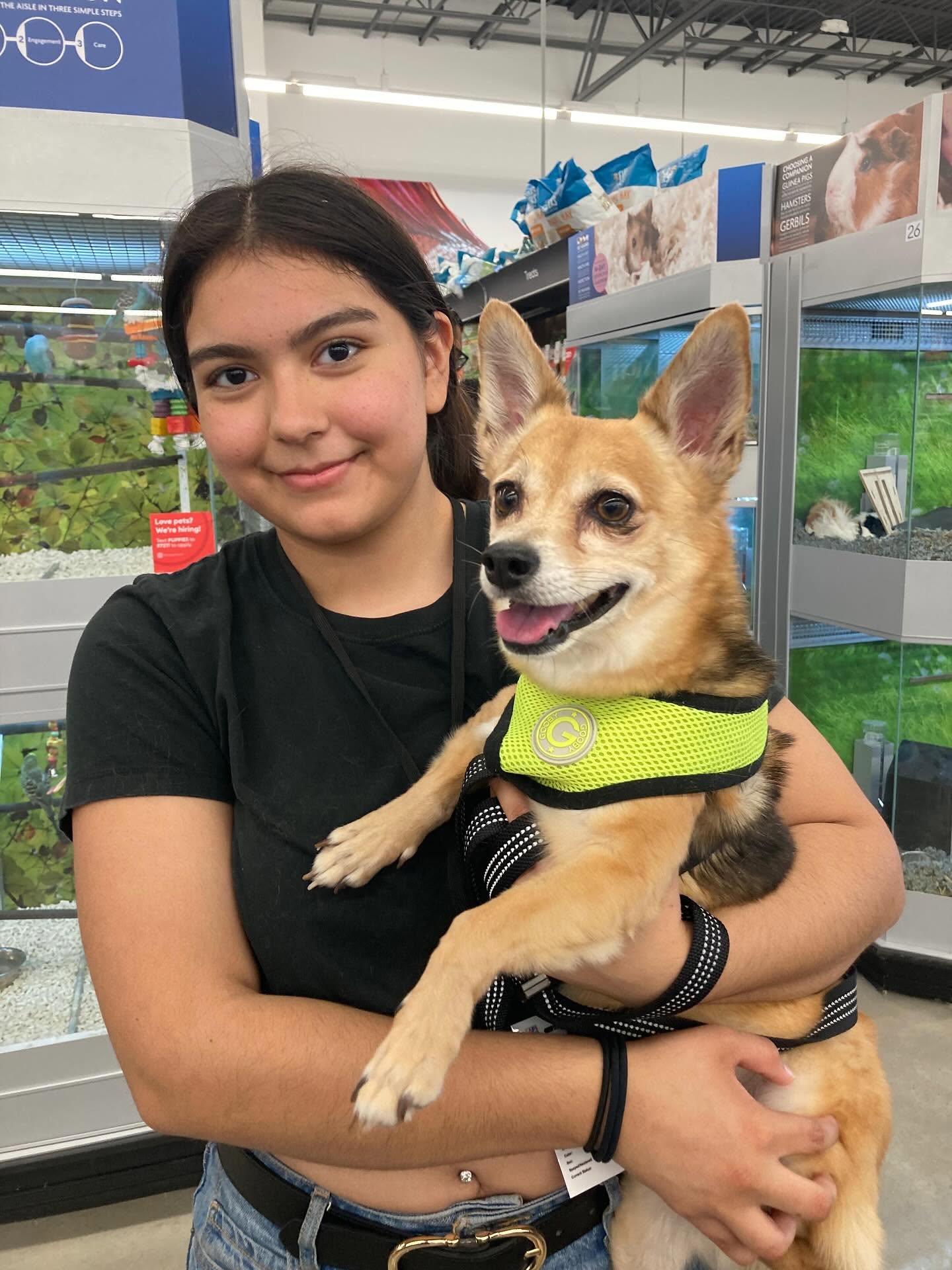 Laredo shelters partner with H-E-B, PetSmart for cat and dog adoptions