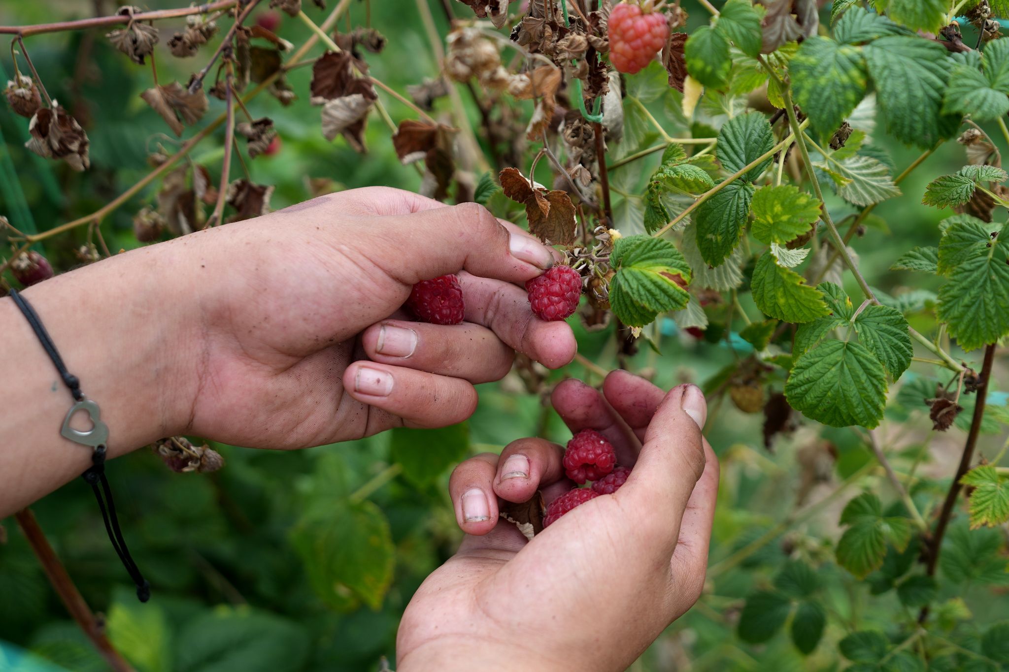 Oh That's Raspberry A Serbian town is known for raspberries that are exported around the world