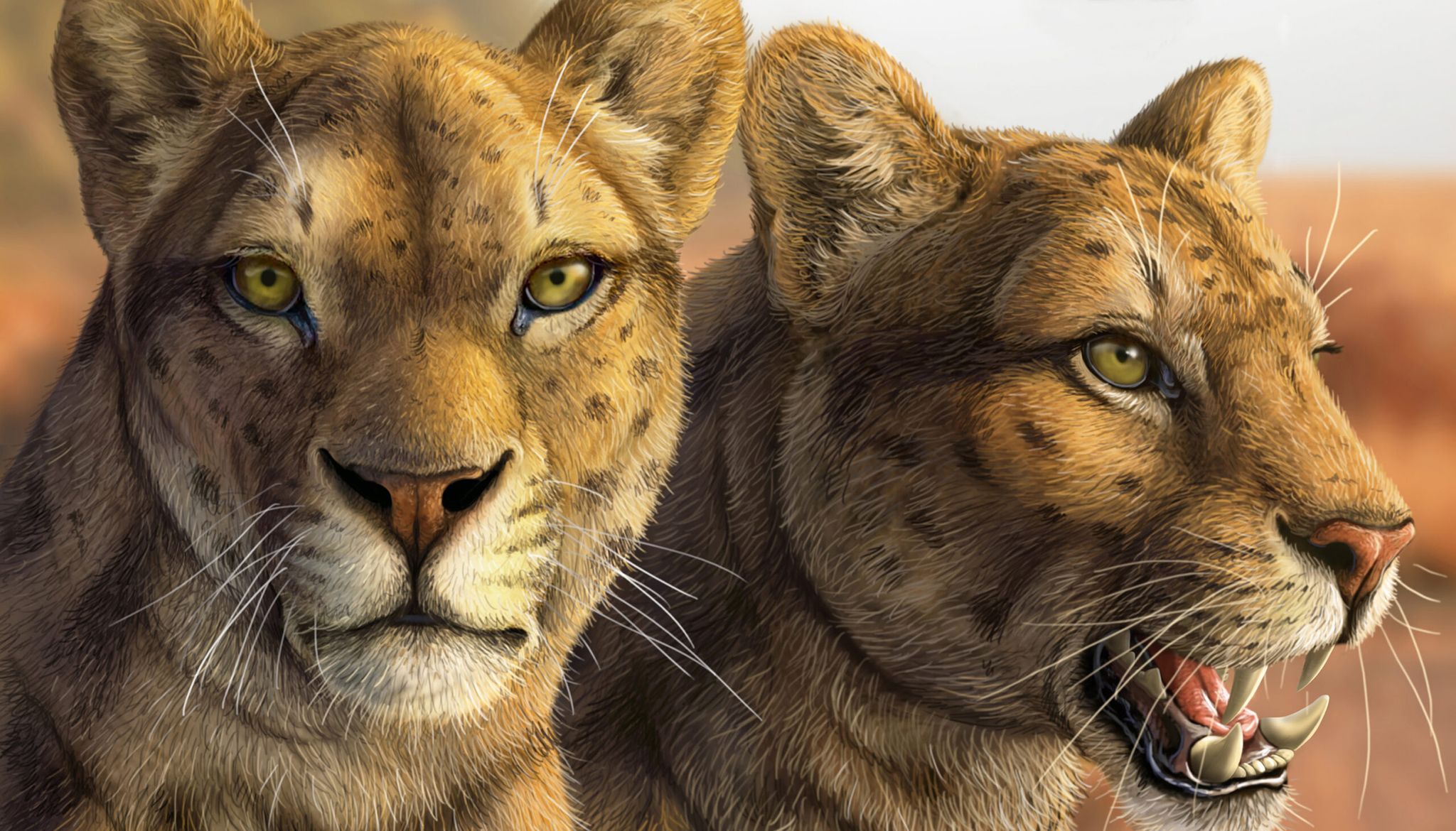 Berkeley: Discovery Of Feline Skull Sparks New Research Into Evolution Of Saber-Toothed Cats