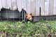 A dog in a kennel at Miranda’s Rescue in Fortuna, Calif.