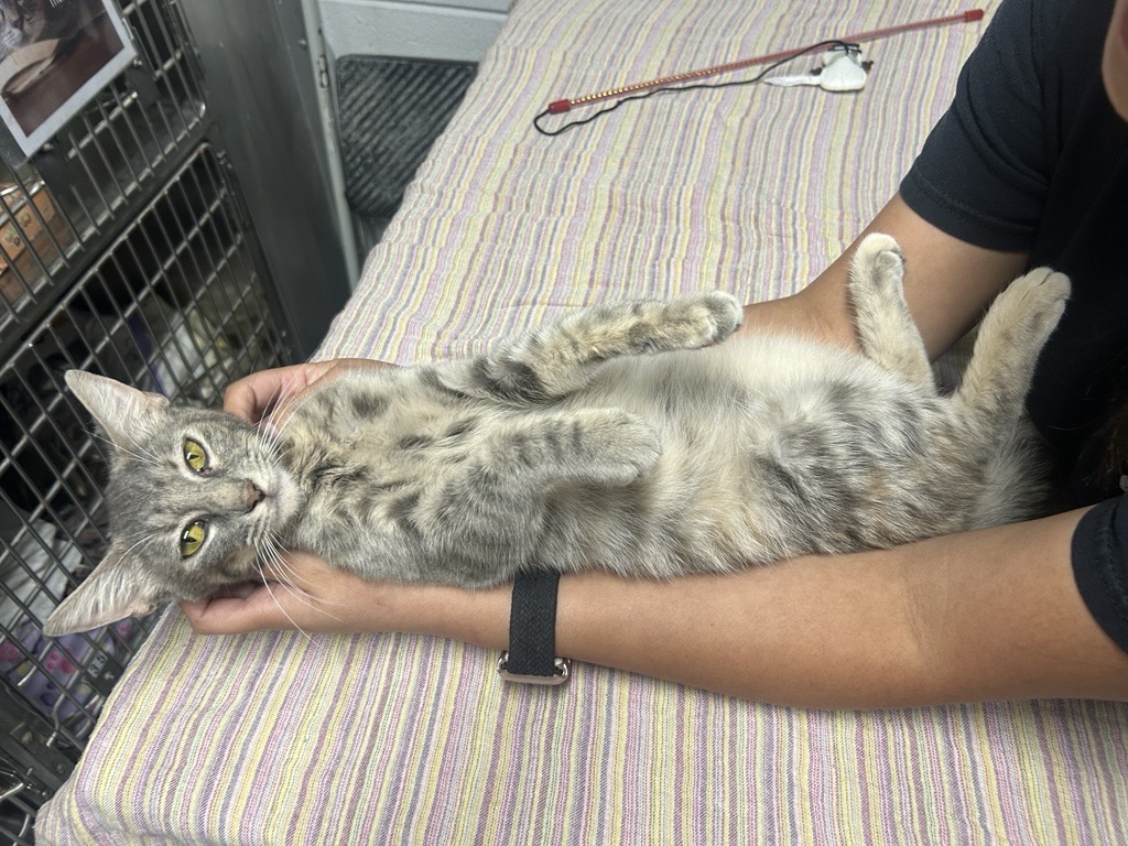 Pet of the Week: Daisy the cuddly cat needs a home