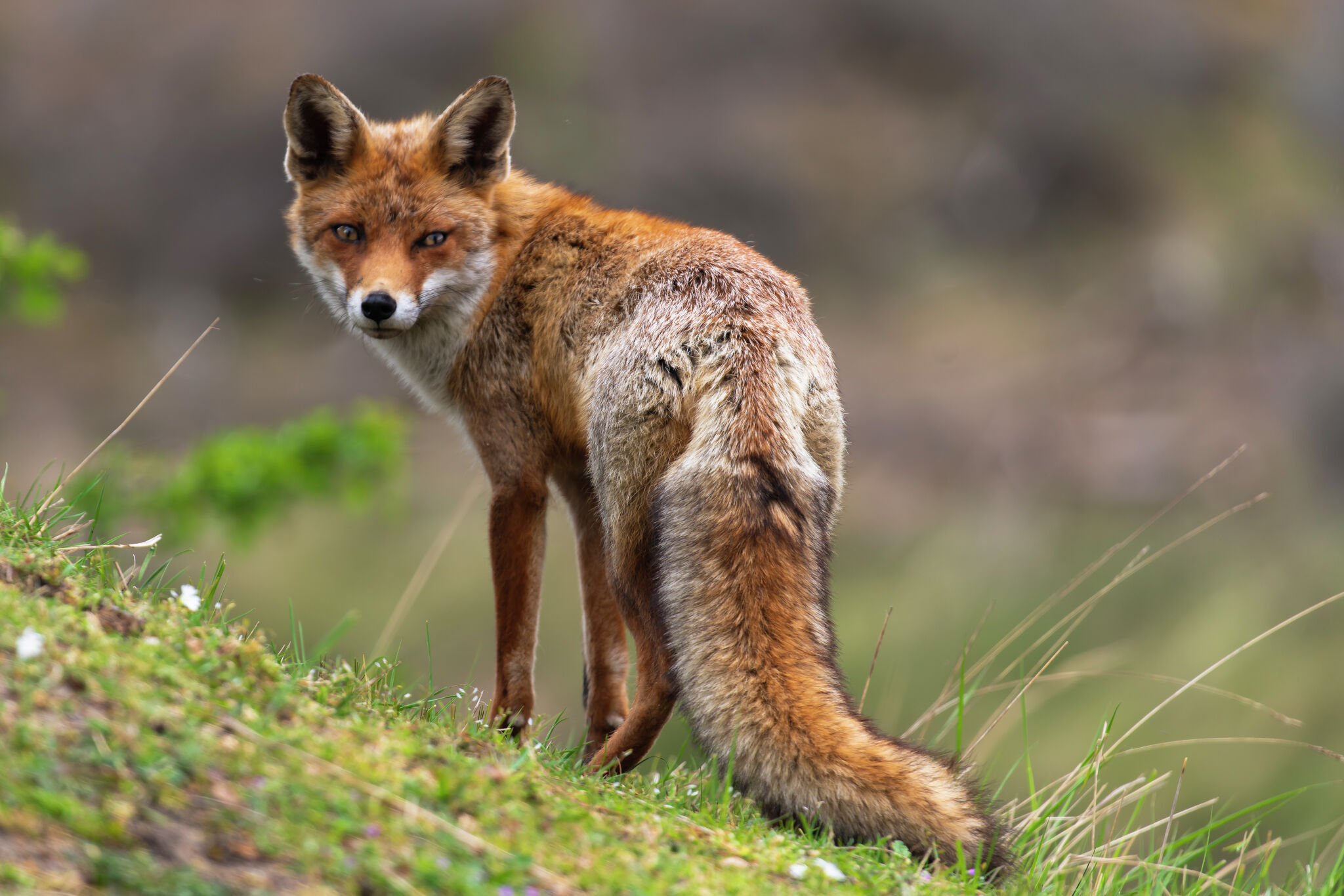 2 people bitten by wild fox with rabies in Atascosa County