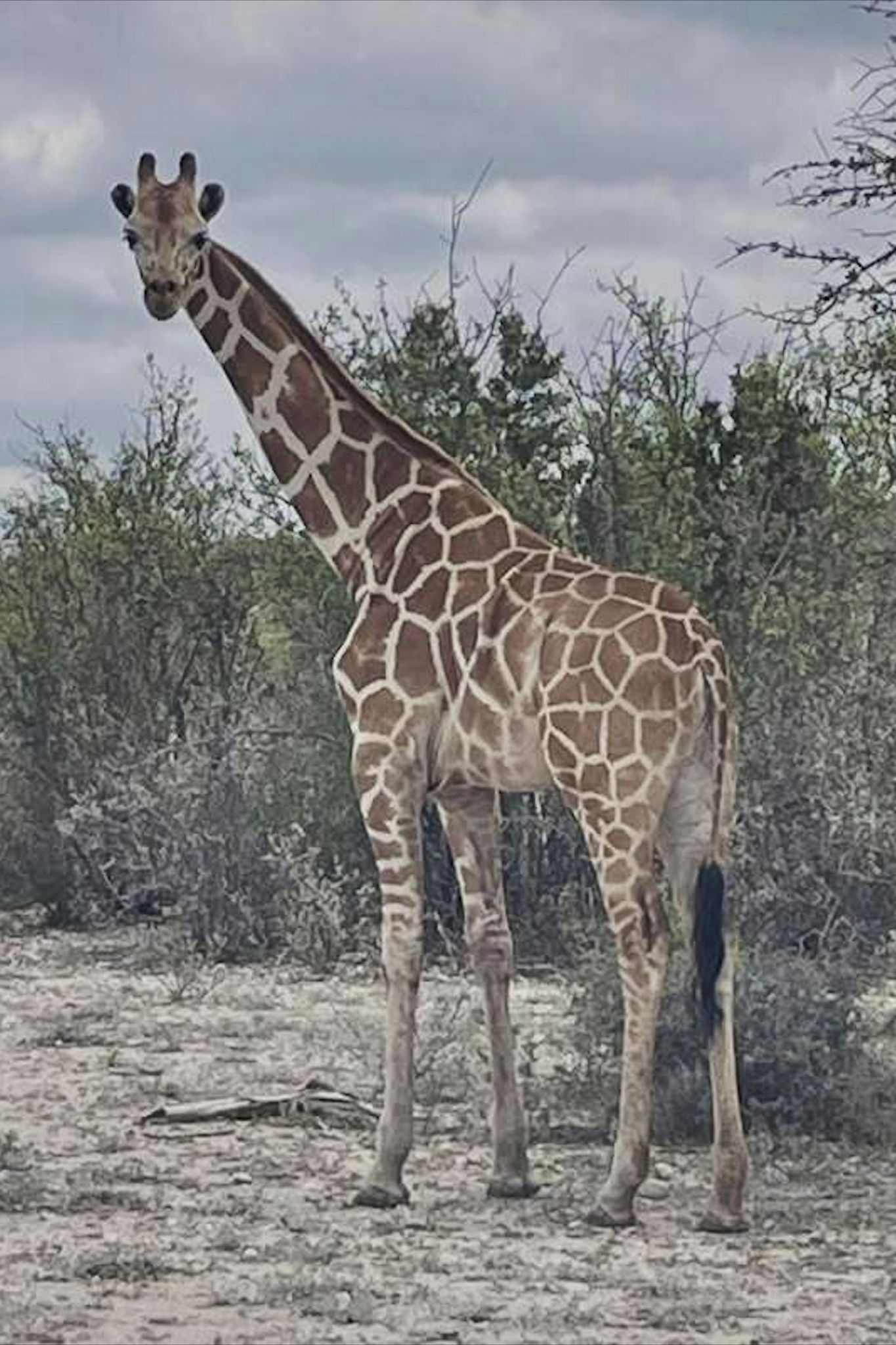 Gracie the Giraffe, who went missing after wandering off a Texas ranch, is finally found By JOHN HANNA , Associated Press June 26, 2026