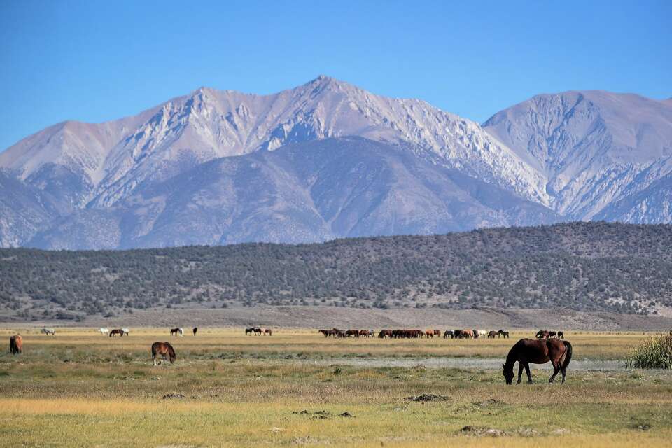 Federal officials to remove hundreds of wild horses near Mono Lake