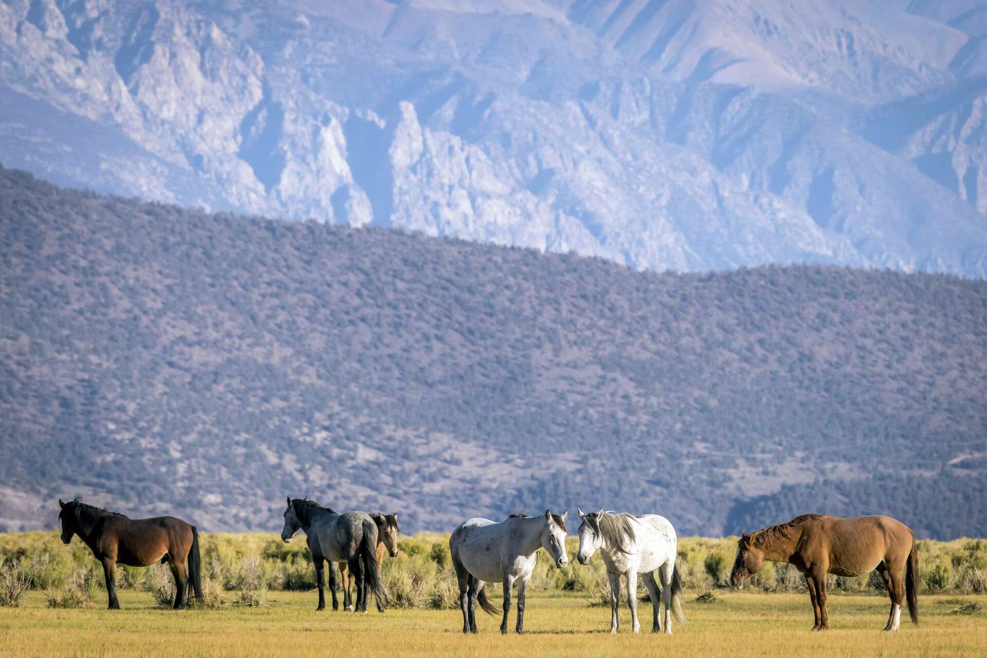 Federal officials to remove hundreds of wild horses near Mono Lake