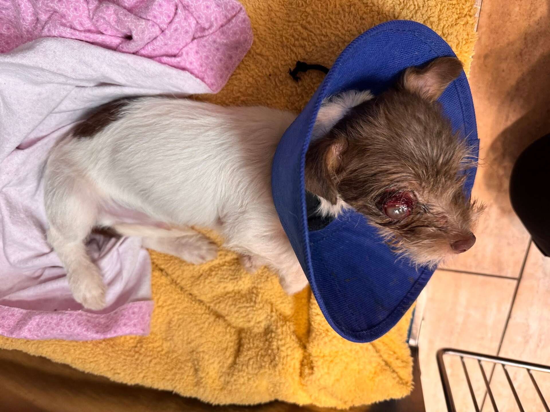 East Windsor police investigate puppy abandoned in dumpster