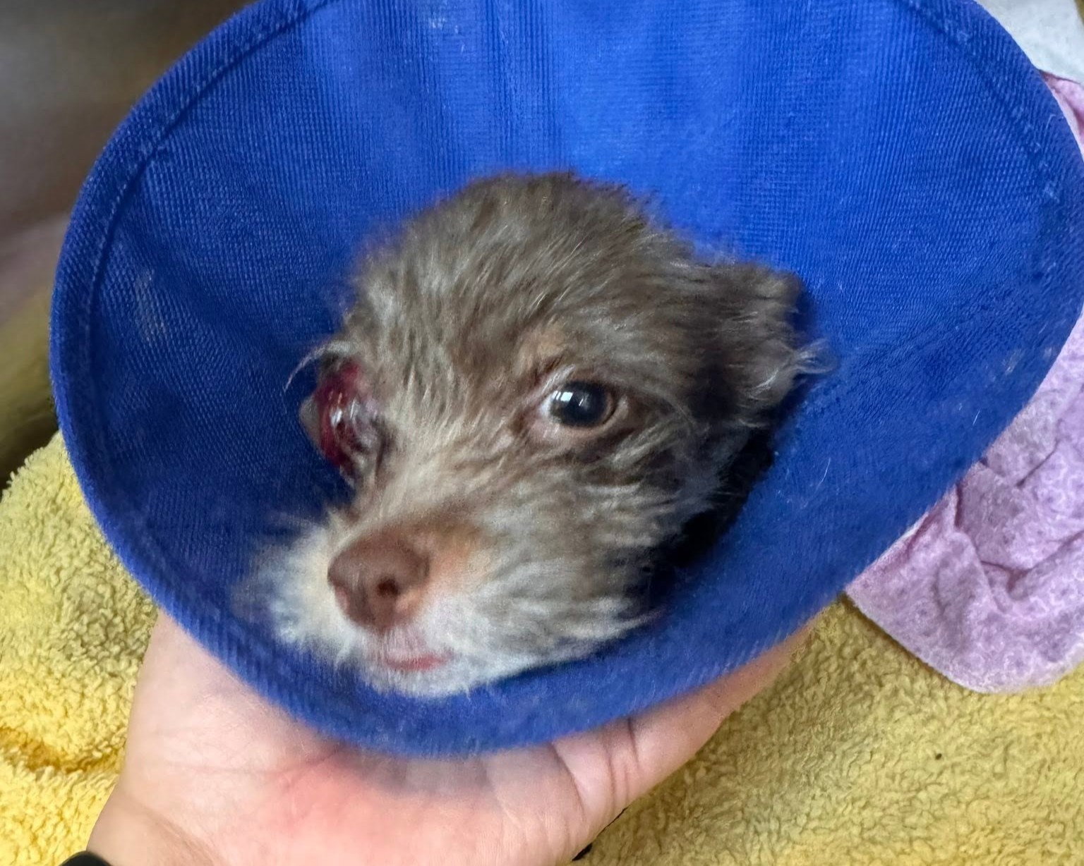 ⚠️puppy⚠️ East Windsor police investigate puppy abandoned in dumpster