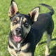 Kane, a husky-German shepherd mix, seemed to disappear after being transferred to Miranda’s Rescue, according to Sabrina Woods.