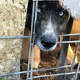 A dog in a kennel at Miranda’s Rescue in Fortuna, Calif.