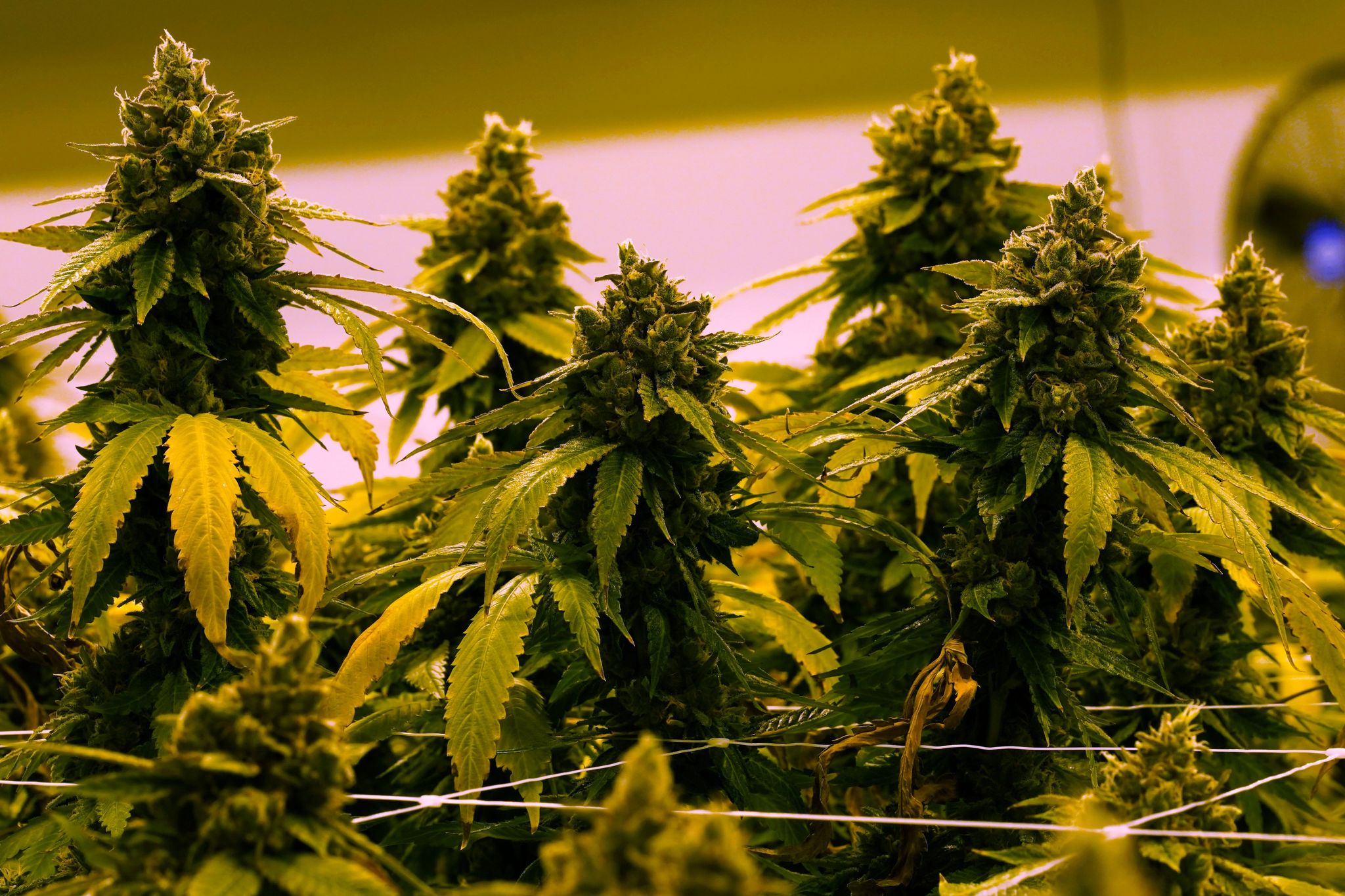 chron.com - SARAH RANKIN - Virginia to allow recreational marijuana to be sold in retail stores beginning in 2027