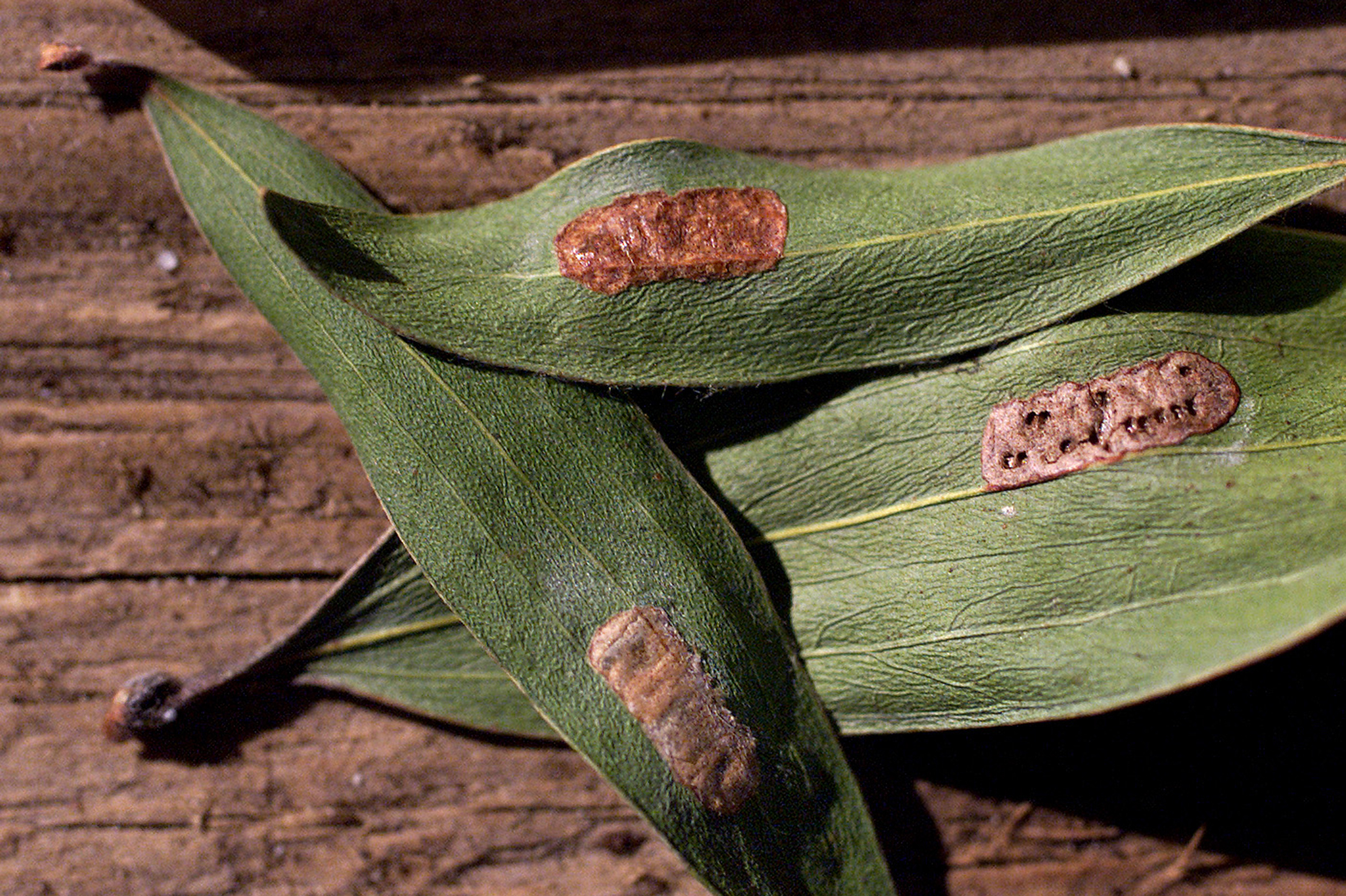 sfgate.com - Susana Guerrero - Calif. Costcos destroy hundreds of plants after invasive pest found again