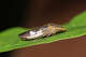 Calif. Costcos destroy hundreds of plants after invasive pest found again