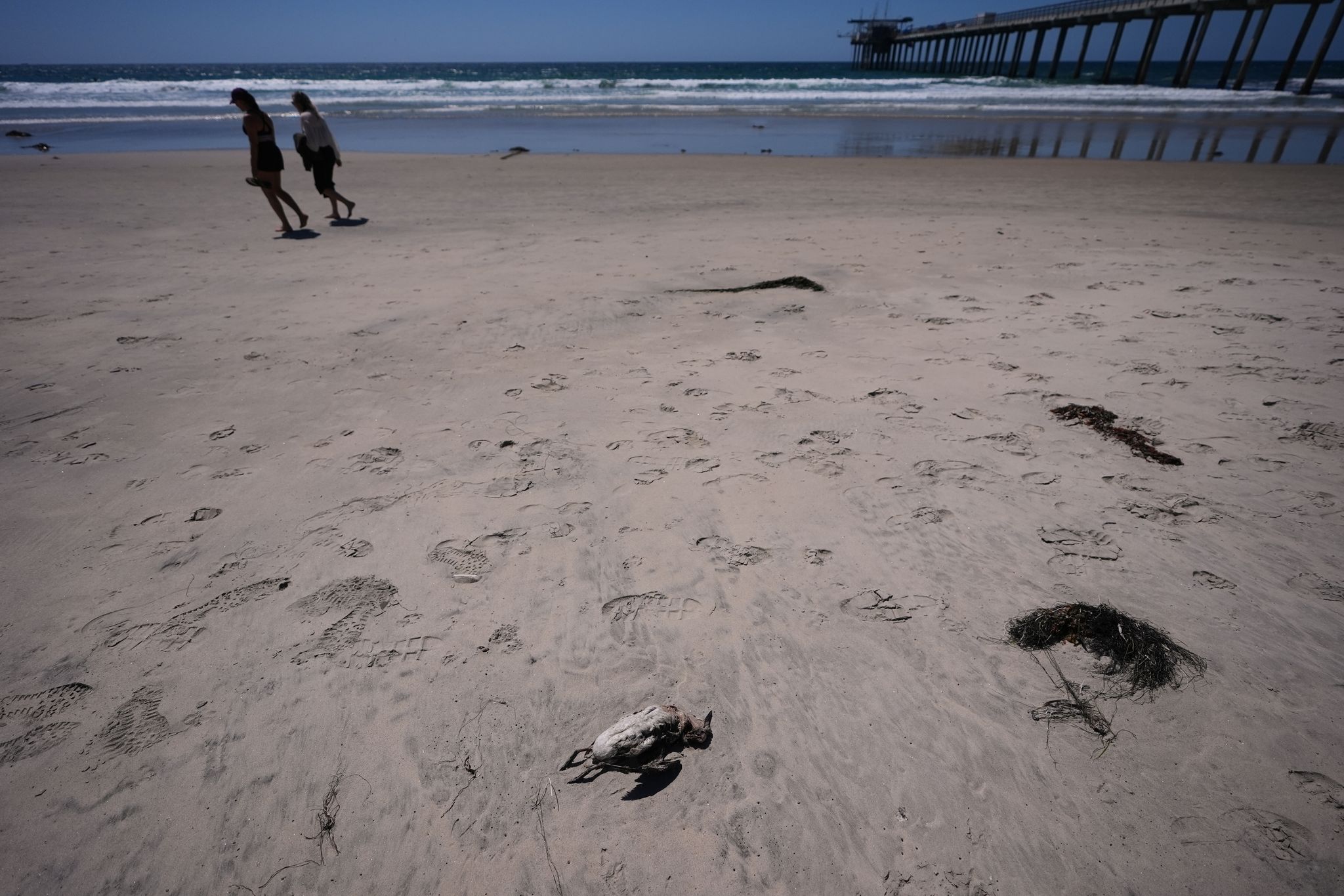 Marine heat wave caused seabird deaths off California. El Nino could worsen the die-off