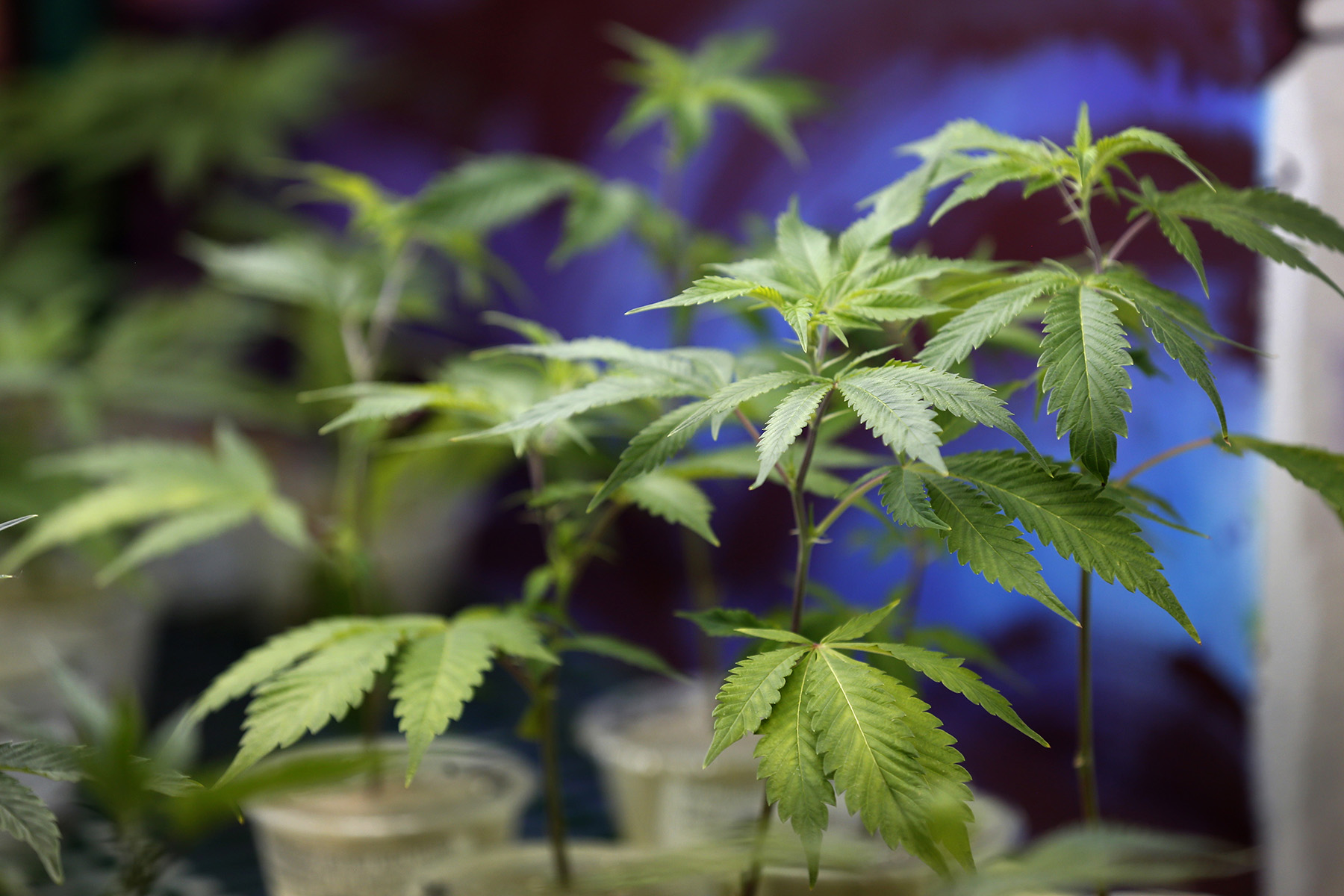 sfchronicle.com - Richard P. Ormond - California promised a legal weed market. It built a mess instead