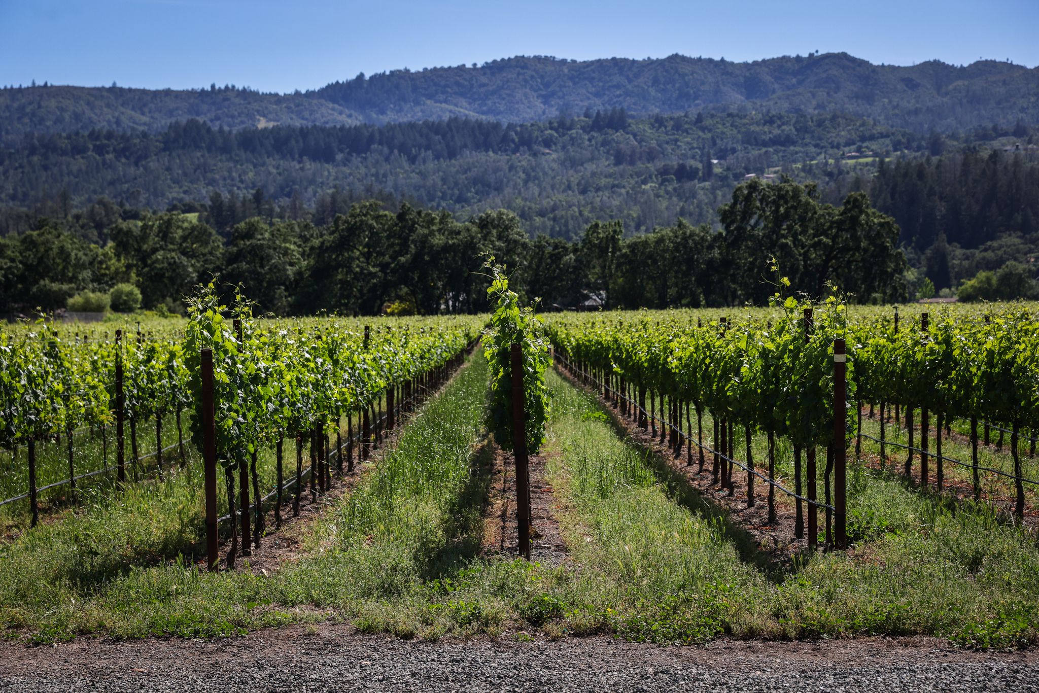 sfchronicle.com - Jess Lander - How a new law aimed at easing the California wine crisis was smothered