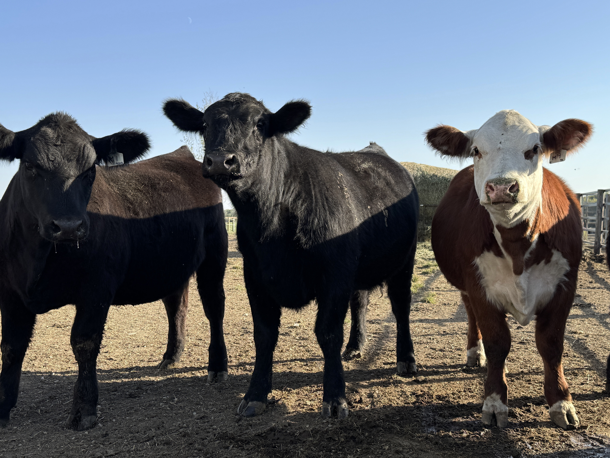 Ashland Man Joins American Angus Association 