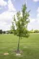 A memorial tree with a plaque for Carly Beatty, who died in a DUI accident in 2019, at Ducan Park in Frisco, Texas, Wednesday, July 1, 2026.