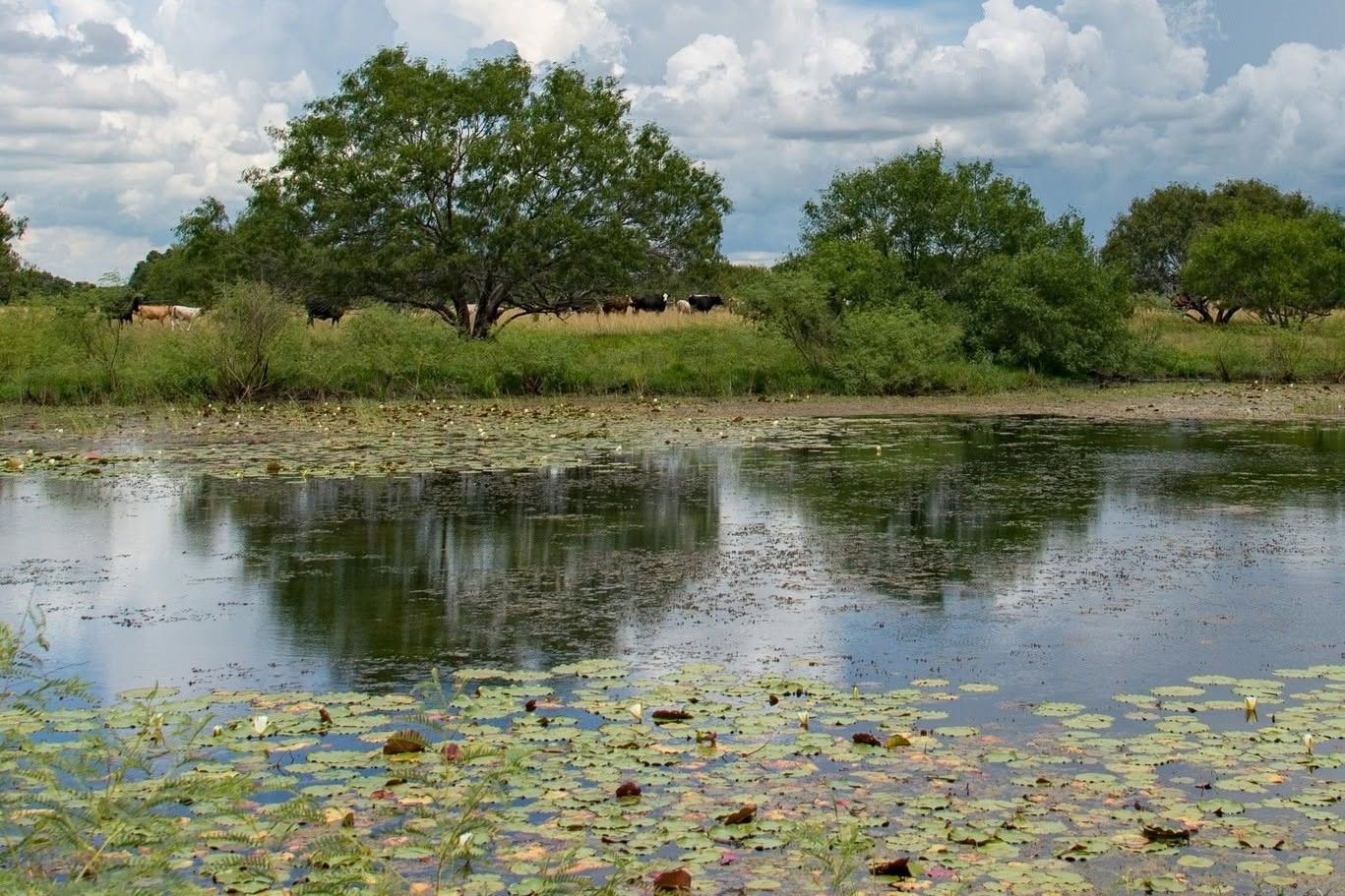chron.com - Ariana Garcia - A century-old Texas farm won't become the next big development