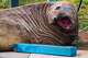 In this photograph provided by Sam Volker Photography, Neil the Seal, a 1,000 kg (2,200 pound) elephant seal, looks implicit a bollard helium has damaged successful Tasmania, Australia, June 27, 2026. (Sam Volker Photography via AP)