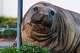 In this photograph provided by Sam Volker Photography, Neil the Seal, a 1,000 kg (2,200 pound) elephant seal, rests against a motion station arsenic moves done an country successful Tasmania, Australia, connected June 27, 2026. (Sam Volker Photography via AP)