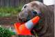 In this photograph provided by Sam Volker Photography, Neil the Seal, a 1,000 kg (2,200 pound) elephant seal, plays with a postulation cone successful Tasmania, Australia, connected June 27, 2026. (Sam Volker Photography via AP)