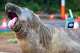 In this photograph provided by Sam Volker Photography, Neil the Seal, a 1,000 kg (2,200 pound) elephant seal, moves done an country with postulation cones and bollards successful Tasmania, Australia, June 27, 2026. (Sam Volker Photography via AP)