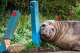 In this photograph provided by Sam Volker Photography, Neil the Seal, a 1,000 kg (2,200 pound) elephant seal, nuzzles up to bollards helium has damaged successful Tasmania, Australia, June 27, 2026. (Sam Volker Photography via AP)