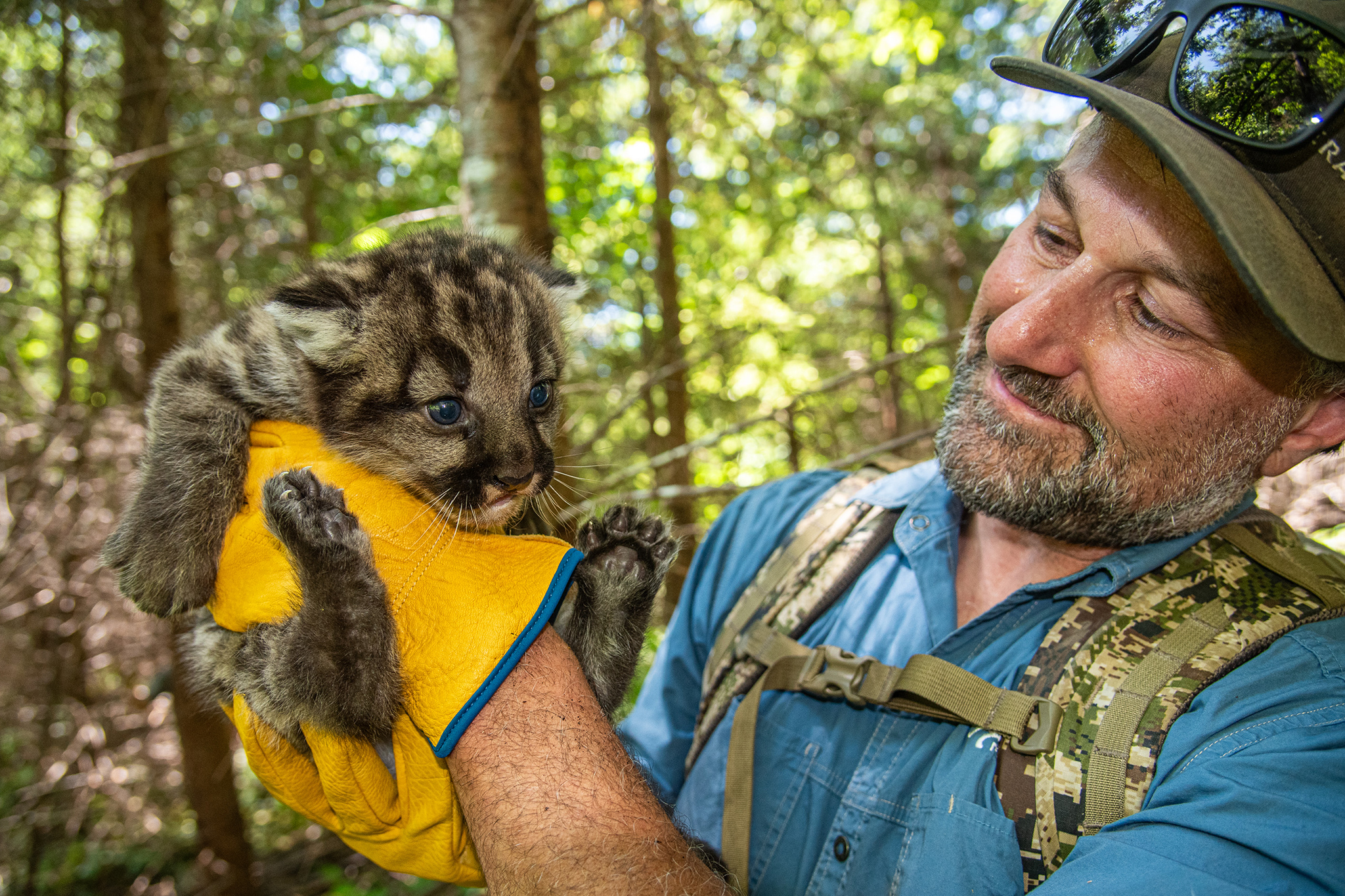 Tunnel under infamous California highway protects thousands of animals