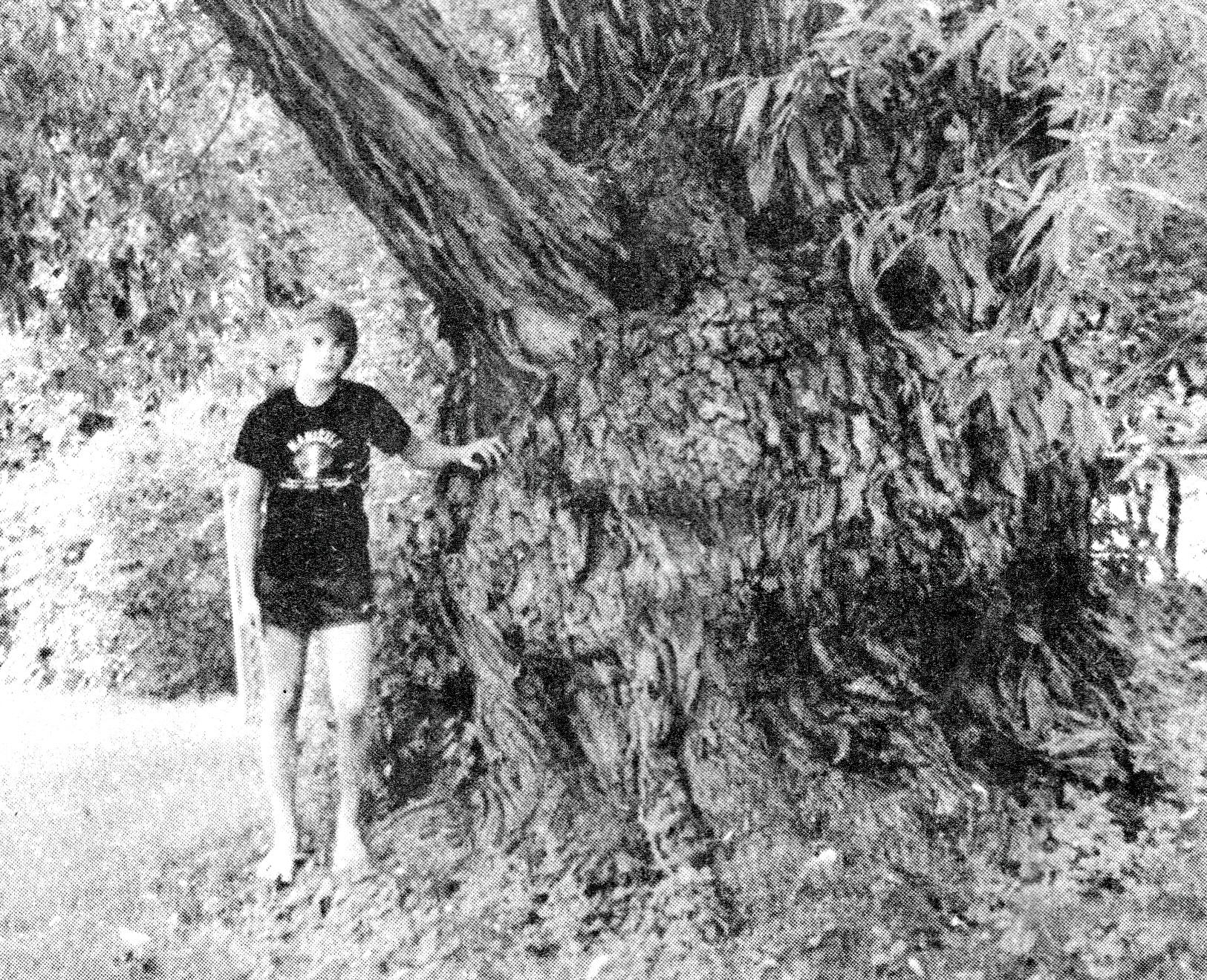 Looking Back for July 9: Manistee city tree deemed largest in county