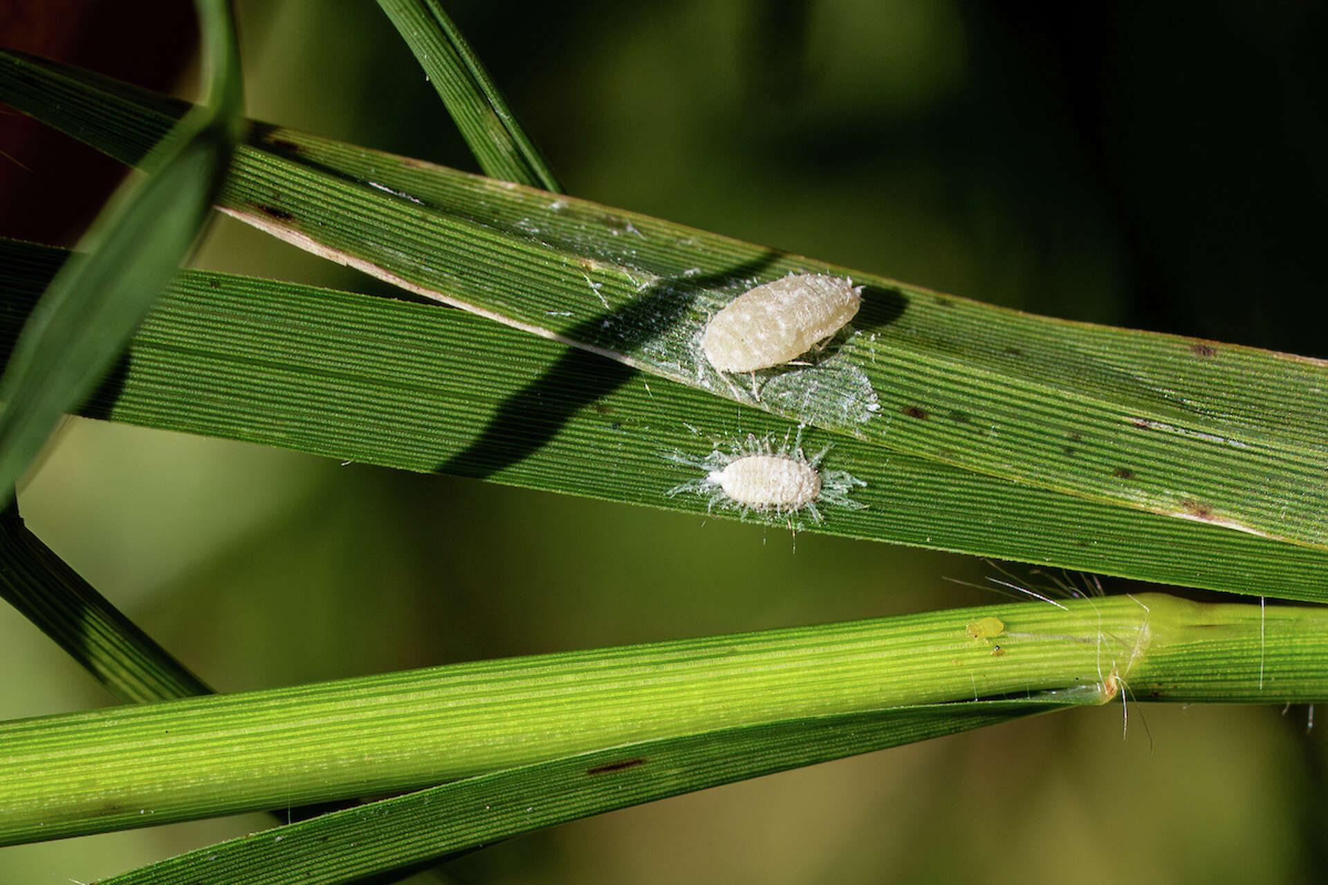 Invasive Pasture Mealybugs Are Rapidly Spreading And Threatening Texas Livestock