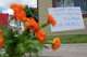 A makeshift memorial for Lorenzo Salgado Araujo, who was shot and killed by an ICE officer Tuesday, is shown Wednesday, July 8, 2026, in Houston.