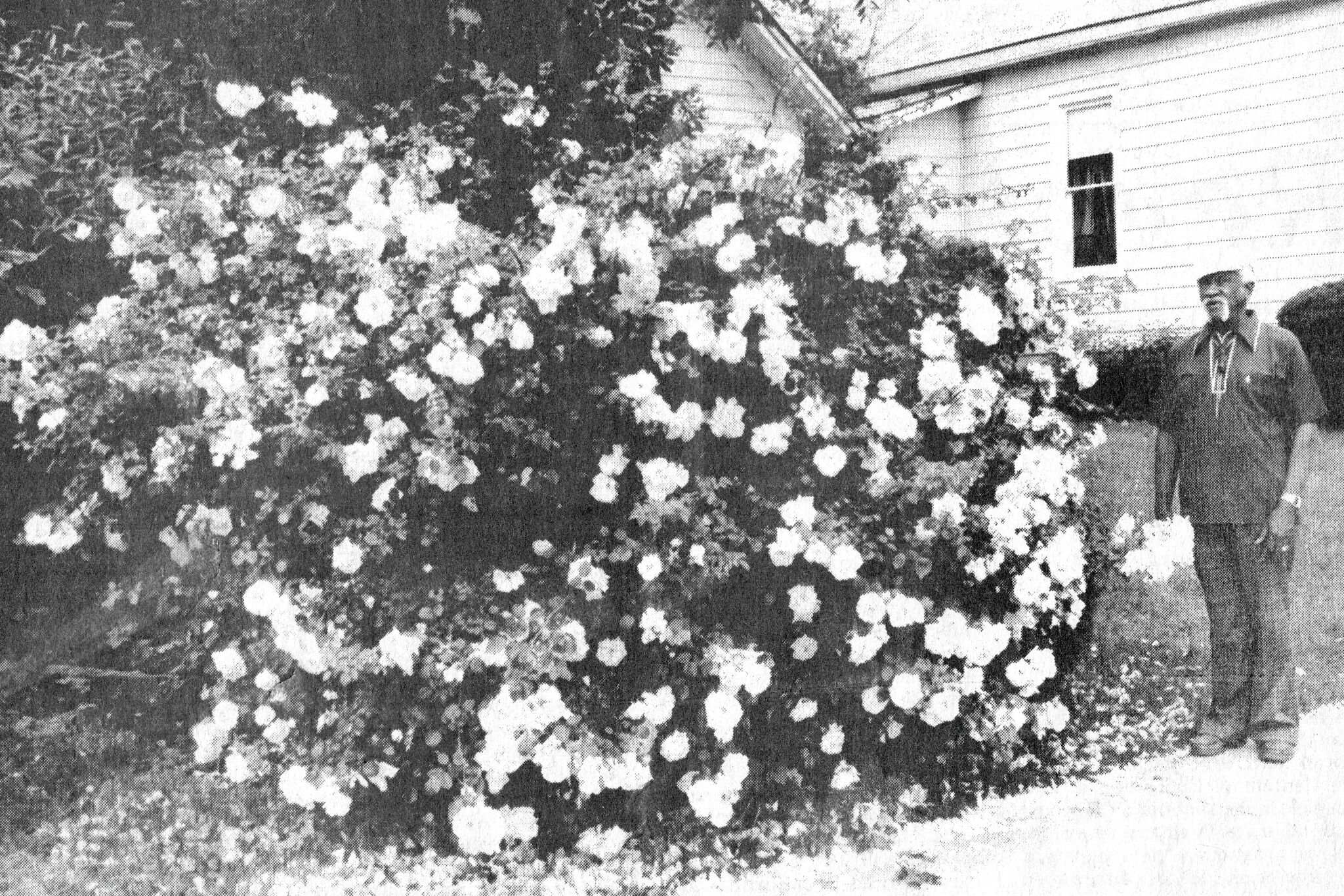 A 1986 photo shows Ray Smith standing next to the white rose bush in his yard at 99 Pine St. in Manistee.