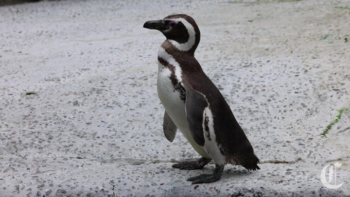 The S.F. Zoo's oldest penguin has a lot riding on her recovery