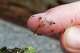 FILE - A blue rectangular piece of microplastic sits on the finger of a researcher with the University of Washington-Tacoma environmental science program, after it was found in debris collected from the Thea Foss Waterway, in Tacoma, Wash., May 19, 2010.