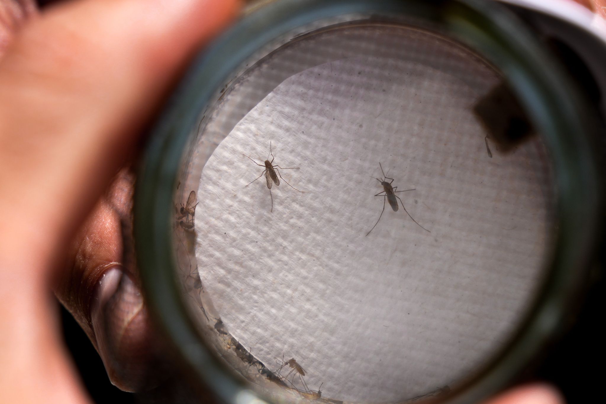 First Human West Nile Virus Case Confirmed in Hays County